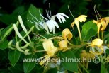 Lonicera japonica HALLIANA