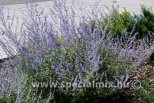 Perovskia atriplicifolia BLUE SPIRE
