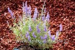 Perovskia atriplicifolia LACEY BLUE ®