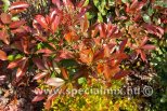 Photinia x fraseri RED ROBIN