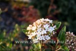 Viburnum CONOY