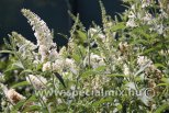 Buddleja davidii REVE PAPILLON WHITE ®