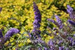 Buddleja davidii REVE PAPILLON BLUE ®