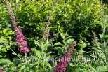 Buddleja davidii REVE PAPILLON RED ®