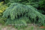 Cedrus deodara FEELIN' BLUE