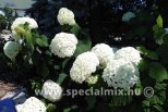 Hydrangea arborescens STRONG ANNABELLE®