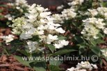 Hydrangea paniculata WIM'S RED®
