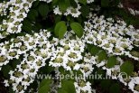 Viburnum plicatum KILIMANDJARO ®
