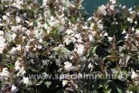 Weigela EBONY & IVORY ®