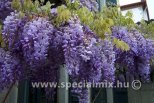 Wisteria sinensis