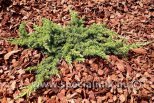 Juniperus communis GREEN CARPET