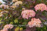 Hydrangea serrata PREZIOSA