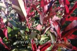 Photinia x fraseri CAMILVY