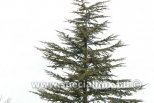 Cedrus libani STENOCOMA