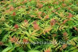 Sorbaria sorbifolia SEM ®