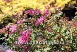 Spiraea japonica ANTHONY WATERER