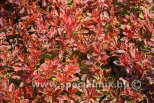 Berberis thunbergii CORAL ®