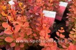 Berberis thunbergii ORANGE SUNRISE ®