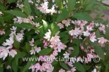 Deutzia YUKI CHERRY BLOSSOM ®