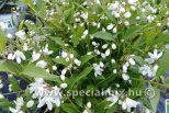 Deutzia YUKI SNOWFLAKE ®