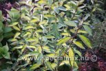 Elaeagnus x ebbingei LIMELIGHT ®