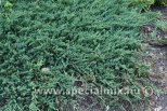Juniperus horizontalis JADE RIVER