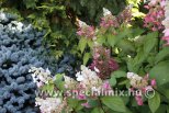 Hydrangea paniculata PINKY WINKY®