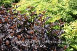 Physocarpus opulifolius ALL BLACK ®