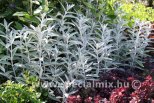 Buddleja davidii SILVER ANNIVERSARY®