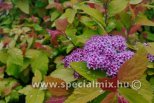 Spiraea japonica DOUBLE PLAY BIG BANG®