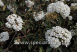 Viburnum ESKIMO