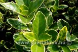 Euonymus japonicus OVATUS AUREUS