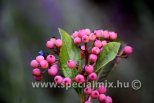 Viburnum nudum PINK BEAUTY