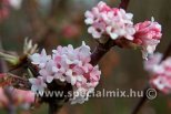 Viburnum x bodnantense DAWN
