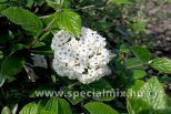 Viburnum x burkwoodii