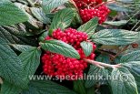 Viburnum rhytidophyllum