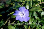 Vinca minor MARIE