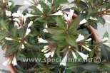 Weigela BLACK AND WHITE ®