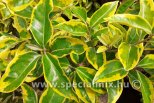 Elaeagnus x ebbingei GILT EDGE