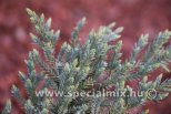 Juniperus squamata LITTLE JOANNA