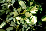 Euonymus fortunei BLONDY