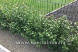 Ligustrum japonicum