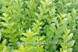 Ligustrum ovalifolium GREEN DIAMOND ®