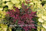 Nandina domestica OBSESSED®