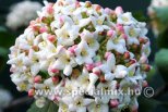 Viburnum carlcephalum