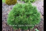 Pinus mugo HESSE