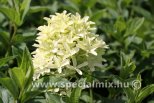 Hydrangea paniculata SKYFALL®