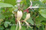 Lonicera japonica RED WORLD