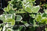 Euonymus fortunei VARIEGATUS