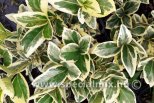 Euonymus japonicus BRAVO